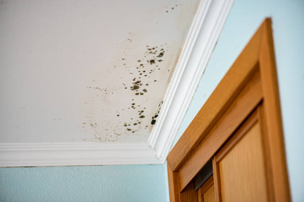 Best Real Estate Mold Inspection  in Sturtevant, WI